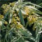Keskenylevelű ezüstfa, Olajfűz - Elaegnus angustifolia - Sövény