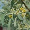Keskenylevelű ezüstfa, Olajfűz - Elaegnus angustifolia