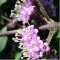 Kínai lilabogyó Callicarpa bodinieri Giraldii