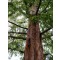 Kínai mamutfenyő, Szecsuáni ősfenyő, Metasequoia glyptostroboides Foto: smallcurio, Flickr