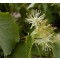Kislevelű hársfa virág - Tilia cordata