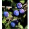 Kökén - Prunus spinosa - Vadgyümölcs - Sövény