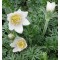 Sziklakerti évelők Kökörcsin fehér virágok - Pulsatilla vulgaris Alba