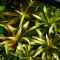 Kolokán Stratoides aloides vízen úszó növény