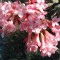 Korai bangita - Viburnum farreri - Virágos cserjék