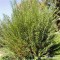 Kosárkötő fűz energiafűz Salix viminalis gyors növekedésű