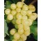 Kozma Pálné muskotály csemegeszőlő - Szőlő oltvány