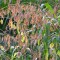 Díszfüvek Széleslevelű különösfű kalászok - Chasmanthium latifolium