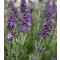 Keskenylevelű (angol) levendula - Lavandula angustifolia Blue Scent