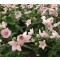 Rózsaszín virágú léggömbvirág - Platycodon Astra Rose