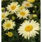 Margaréta banánsárga virágú - Leucanthemum x superbum Banana Cream