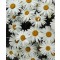 Margaréta - Leucanthemum superbum Silberprincesschen