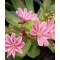 Változékony dohánygyökér – Lewisia cotyledon Elise