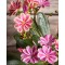 Változékony dohánygyökér – Lewisia cotyledon Elise