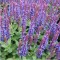 Ligeti zsálya kék virágú - Salvia sensation Sky Blue