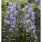 Lilaakác virágok - Wisteria sinensis