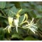 Japán futólonc virágai - Lonicera japonica Halliana