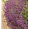 Lózsálya Salvia verticillata Purple Rain