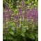 Lózsálya Salvia verticillata Purple Rain