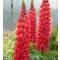 Csillagfürt piros virágú Lupinus The Pages