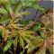 Magas legyezőfű levelek - Filipendula rubra Venusta