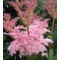 Magas legyezőfű virág - Filipendula rubra Venusta