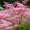 Magas legyezőfű virága - Filipendula rubra Venusta