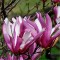 Vöröses lila virágú liliomfa - Magnolia liliflora Nigra