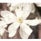 Fehér virágú liliomfa - Magnolia kobus