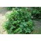 Örökzöld növények Mahónia bokor - Mahonia aquifolium