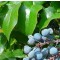 Örökzöld növények Mahónia - Mahonia aquifolium