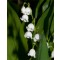 Májusi gyöngyvirág Convallaria majalis cserepes évelő virág