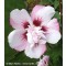 Mályvacserje rózsaszín - Hibiscus syriacus Lady Stanley