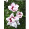 Mályvacserje rózsaszín - Hibiscus syriacus Lady Stanley