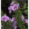 Mályvacserje Hibiscus syriacus 80-100 cm cserepes sövény cserje