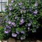 Mályvacserje Hibiscus syriacus 80-100 cm cserepes sövény cserje - Forrás: http://www.burford.co.uk