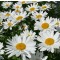 Margaréta Leucanthemum x superbum Becky