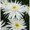 Margaréta Leucanthemum x superbum Christine Hagemann