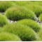 Díszfüvek Medvecsenksze örökzöld zöld levelű díszfű - Festuca scoparia
