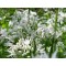 Medvehagyma Allium ursinum