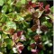 Mirtuszlonc pirosas levelű - Lonicera nitida Red Tips