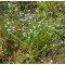 Tavi növények Mocsári nefelejcs kerti tó partján