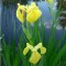 Tavi növények Mocsári nőszirom, Sárga írisz - Iris pseudoacorus
