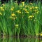 Tavi növények Mocsári nőszirom - Iris pseudoacorus