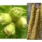 Mogyoró - Corylus avellana - Vadgyümölcs