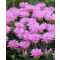 Méhbalzsam - Monarda SUGAR BUZZ Pink Frosting