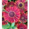 Őszi napfényvirág borvörös Helenium Siesta