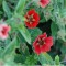 Nepáli pimpó virágok - Potentilla nepalensis Ron Mc Beath