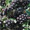 Néró fekete berkenye gyümölcs - Aronia melanocarpa Nero