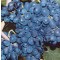 Néró csemegeszőlő - Szőlő oltvány rezisztens csemegeszőlő